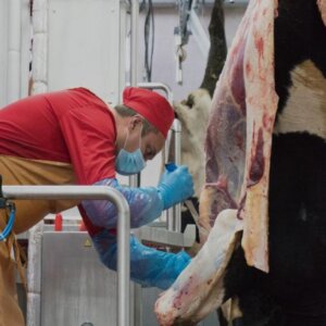 Cattle Slaughter